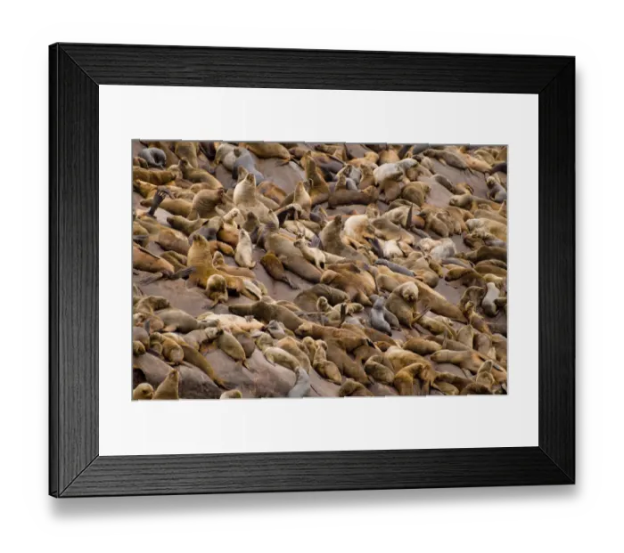Framed Print : Large colony of South american sealions (Otaria flavescens byronia) on rocks, Palomino Islands Framed Print : Large colony of South american sealions (Otaria flavescens byronia) on rocks, Palomino Islands