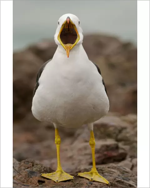 Belchers  /  Peruvian band-tailed gull (Larus belcheri) calling, Paracas National Reserve