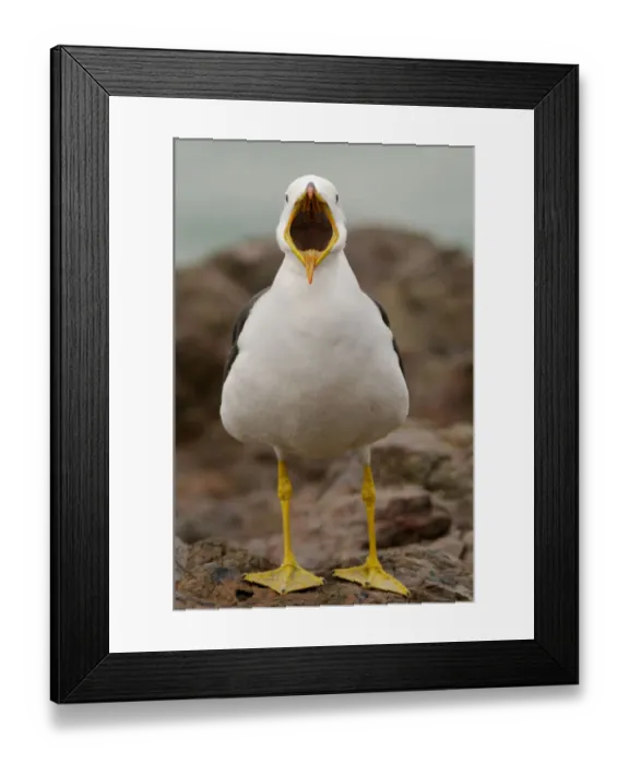 Framed Print : Belchers / Peruvian band-tailed gull (Larus belcheri) calling, Paracas National Reserve Framed Print : Belchers / Peruvian band-tailed gull (Larus belcheri) calling, Paracas National Reserve