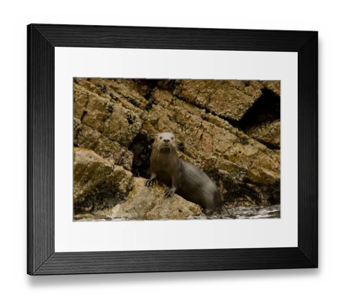 Framed Print : Marine otter (Lontra felina) female on coastal rocks, Paracas National Reserve, Peru Framed Print : Marine otter (Lontra felina) female on coastal rocks, Paracas National Reserve, Peru