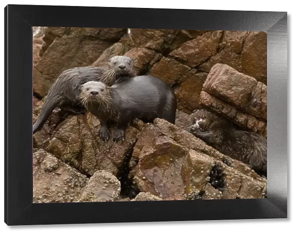 Marine otter (Lontra felina) female and cubs on coastal rocks, Paracas National Reserve