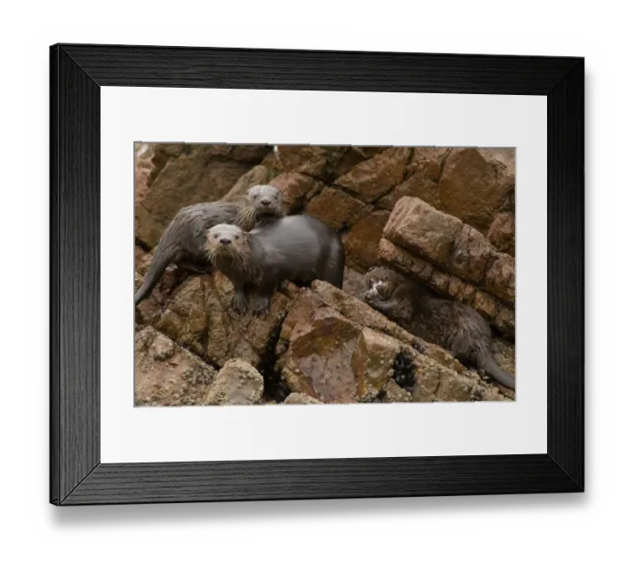 Framed Print : Marine otter (Lontra felina) female and cubs on coastal rocks, Paracas National Reserve