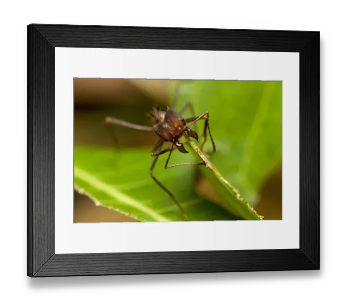 Framed Print : Leaf-cutter ant (Atta sp) cutting a leaf, Pacaya-Samiria NR, Peru Framed Print : Leaf-cutter ant (Atta sp) cutting a leaf, Pacaya-Samiria NR, Peru