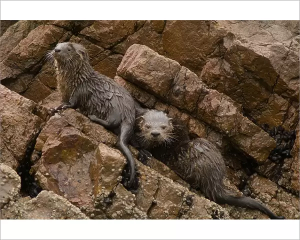 Marine otter (Lontra felina) female and cubs on coastal rocks, Paracas National Reserve