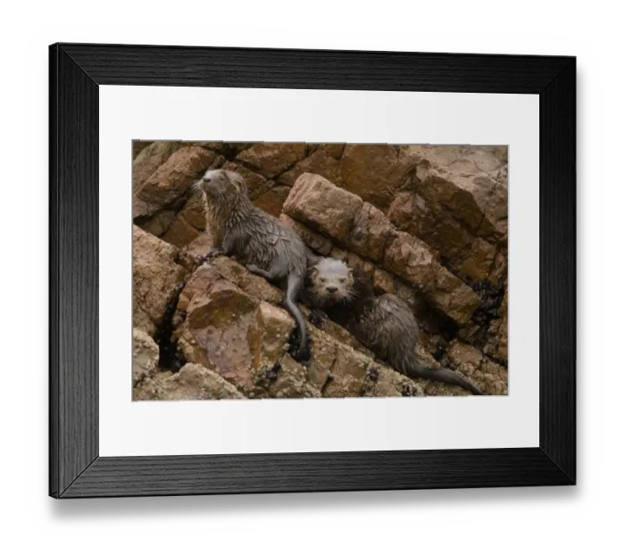 Framed Print : Marine otter (Lontra felina) female and cubs on coastal rocks, Paracas National Reserve Framed Print : Marine otter (Lontra felina) female and cubs on coastal rocks, Paracas National Reserve