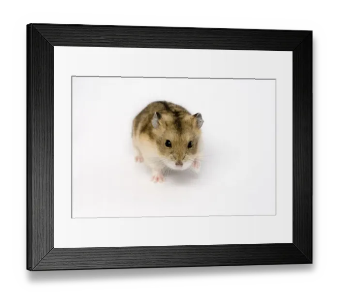 Framed Print : Campbells Russian dwarf hamster Phodopus campbelli Framed Print : Campbells Russian dwarf hamster Phodopus campbelli