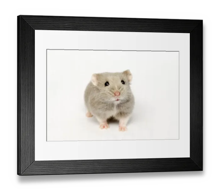 Framed Print : Campbells Russian dwarf hamster (Phodopus campbelli) opal colour form Framed Print : Campbells Russian dwarf hamster (Phodopus campbelli) opal colour form