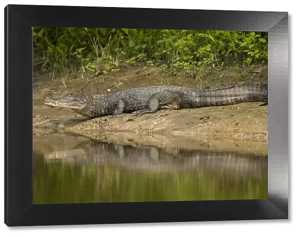 Spectacled Caiman {Caiman crocodilus} on river bank, Rio Yanayacu, Pacaya-Samiria National Park