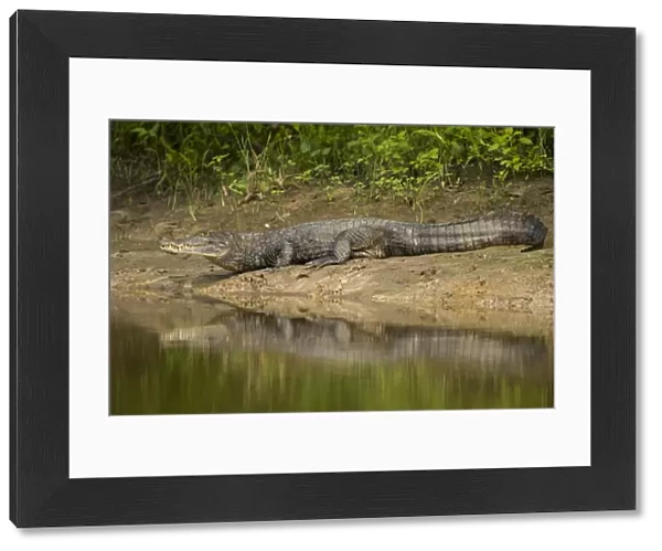 Spectacled Caiman {Caiman crocodilus} on river bank, Rio Yanayacu, Pacaya-Samiria National Park