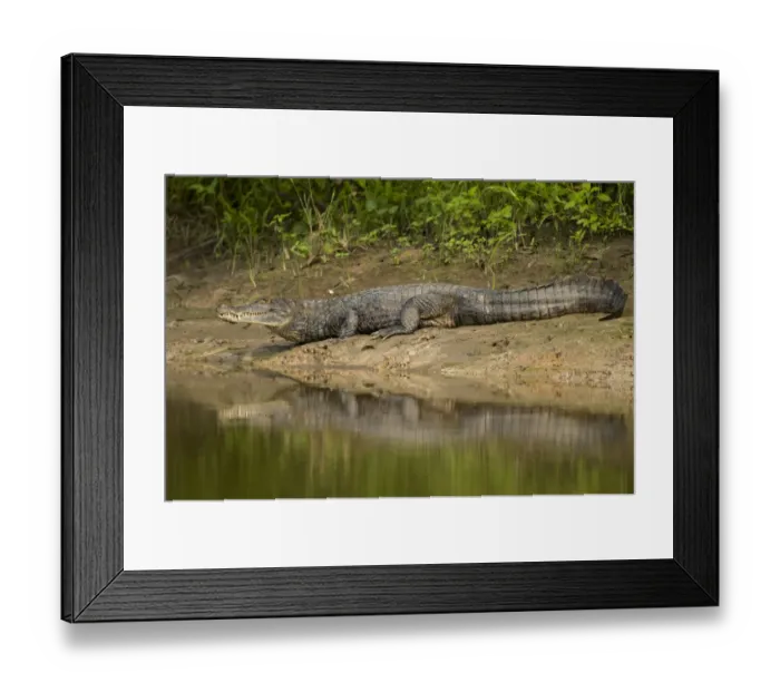 Framed Print : Spectacled Caiman {Caiman crocodilus} on river bank, Rio Yanayacu, Pacaya-Samiria National Park Framed Print : Spectacled Caiman {Caiman crocodilus} on river bank, Rio Yanayacu, Pacaya-Samiria National Park
