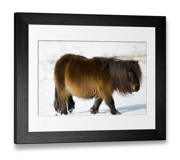 Framed Print : Minature Shetland Pony {Equus caballus} in snow, UK Framed Print : Minature Shetland Pony {Equus caballus} in snow, UK