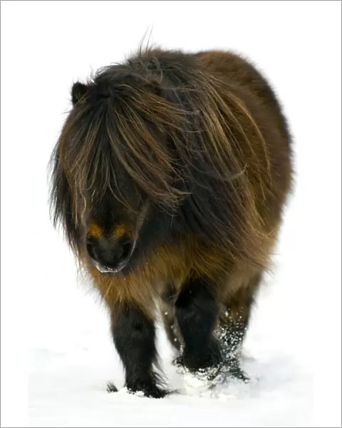 Minature Shetland Pony {Equus caballus} in snow, UK