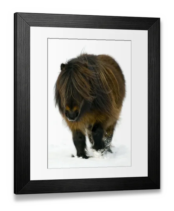 Framed Print : Minature Shetland Pony {Equus caballus} in snow, UK Framed Print : Minature Shetland Pony {Equus caballus} in snow, UK