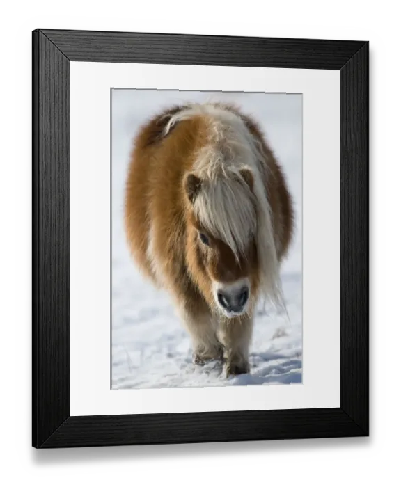 Framed Print : Minature Shetland Pony {Equus caballus} in snow, UK Framed Print : Minature Shetland Pony {Equus caballus} in snow, UK