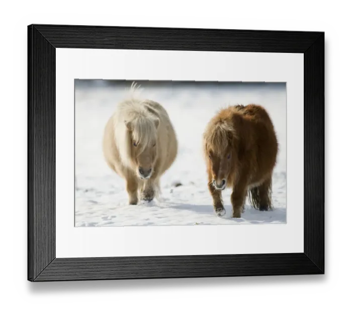Framed Print : Two Minature Shetland ponies {Equus caballus} in snow, UK Framed Print : Two Minature Shetland ponies {Equus caballus} in snow, UK
