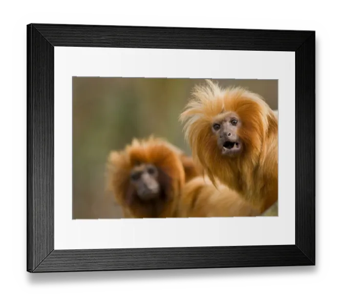 Framed Print : Golden lion tamarin {Leontopithecus rosalia} captive, Peru, Critically endangered Framed Print : Golden lion tamarin {Leontopithecus rosalia} captive, Peru, Critically endangered