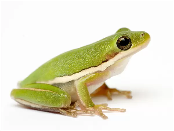 American green tree frog {Hyla cinerea}