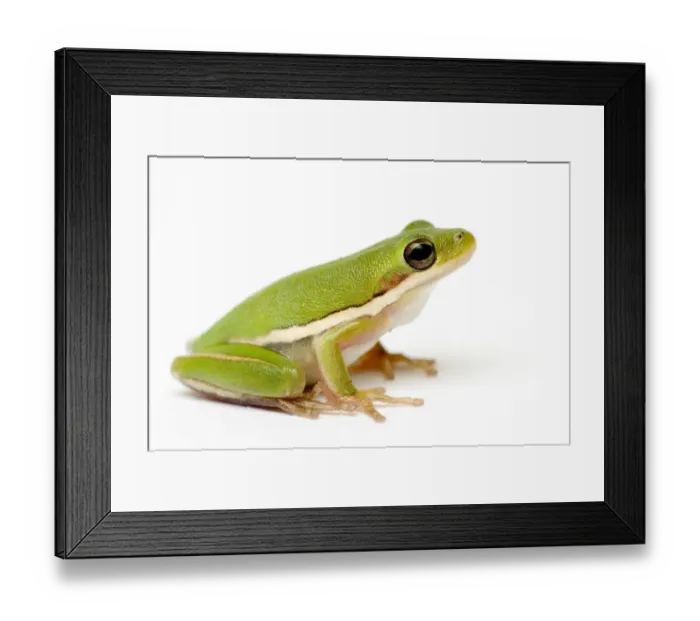 Framed Print : American green tree frog {Hyla cinerea} Framed Print : American green tree frog {Hyla cinerea}