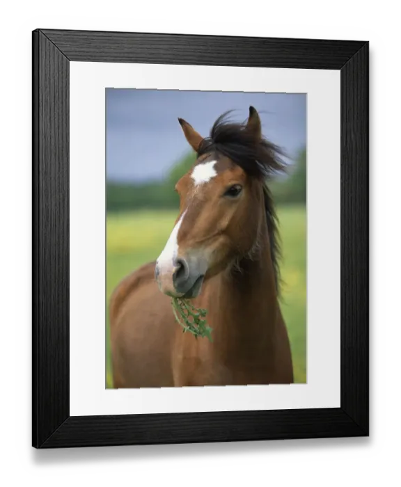 Framed Print : Horse (Equus caballus) grazing on thistles, UK Framed Print : Horse (Equus caballus) grazing on thistles, UK