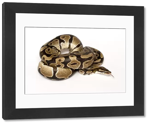 Ball  /  Royal python (Python regius) coiled with tongue extended