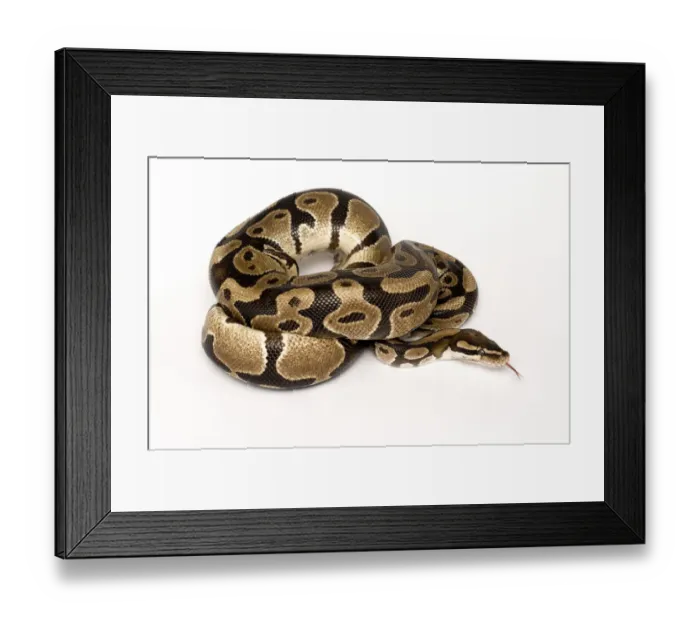 Framed Print : Ball / Royal python (Python regius) coiled with tongue extended Framed Print : Ball / Royal python (Python regius) coiled with tongue extended