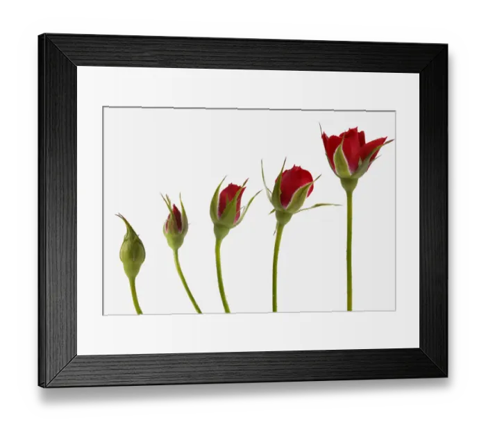 Framed Print : Red rose flower opening from bud - sequence, digital composite Framed Print : Red rose flower opening from bud - sequence, digital composite