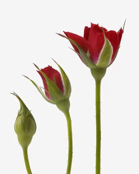 Red rose flower opening from bud - sequence, digital composite