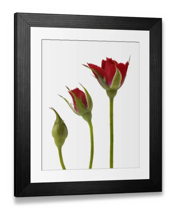 Framed Print : Red rose flower opening from bud - sequence, digital composite Framed Print : Red rose flower opening from bud - sequence, digital composite