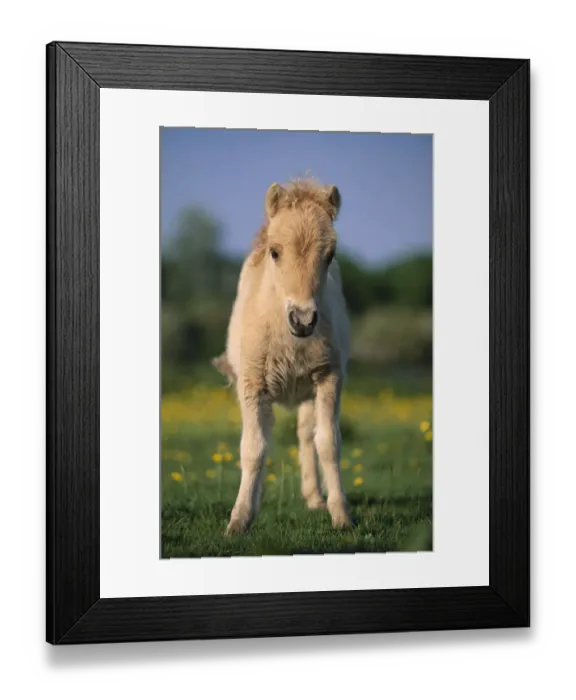 Framed Print : Shetland pony (Equus caballus) foal, UK Framed Print : Shetland pony (Equus caballus) foal, UK