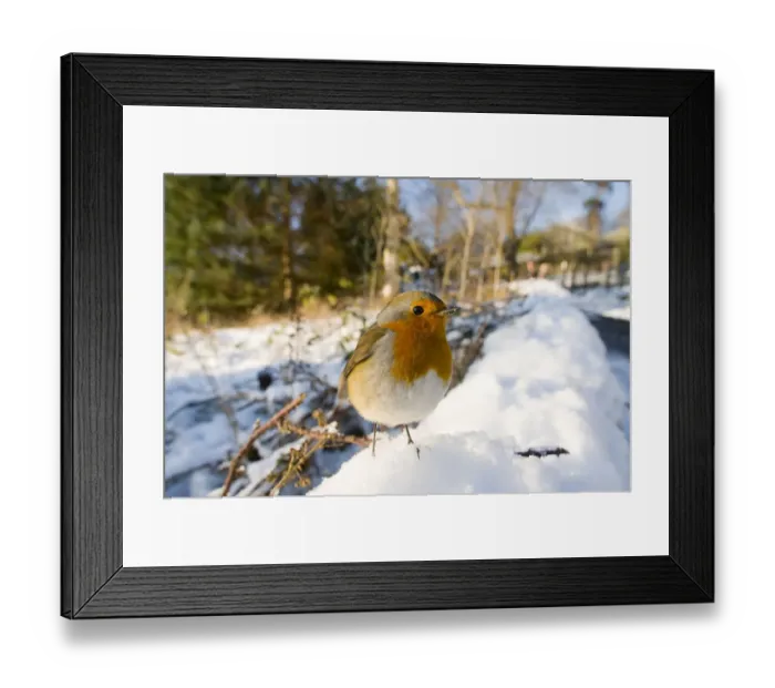 Framed Print : Portrait of a European Robin (Erithacus rubecula) in snow. Edinburgh, UK, December Framed Print : Portrait of a European Robin (Erithacus rubecula) in snow. Edinburgh, UK, December