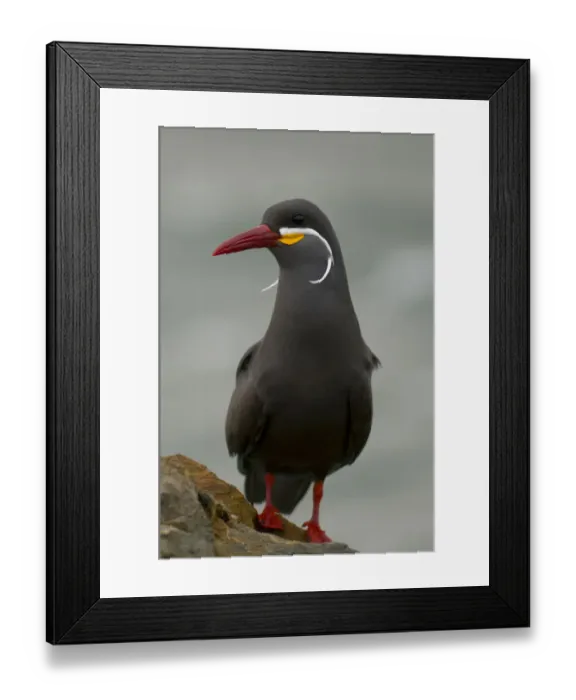 Framed Print : Portrait of an Inca Tern (Larosterna inca). Paracas National Reserve, Peru Framed Print : Portrait of an Inca Tern (Larosterna inca). Paracas National Reserve, Peru