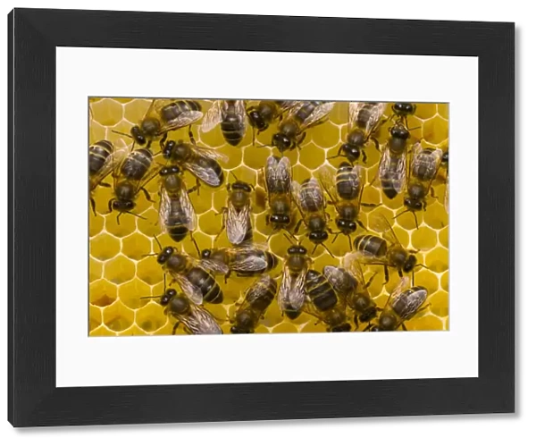 Honeybees (Apis mellifera) on honeycomb. Scotland, UK, May 2010
