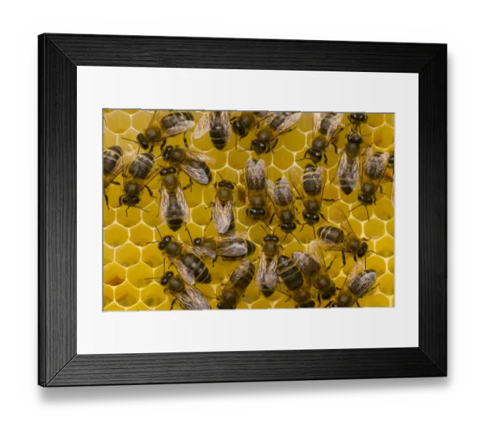 Framed Print : Honeybees (Apis mellifera) on honeycomb. Scotland, UK, May 2010 Framed Print : Honeybees (Apis mellifera) on honeycomb. Scotland, UK, May 2010