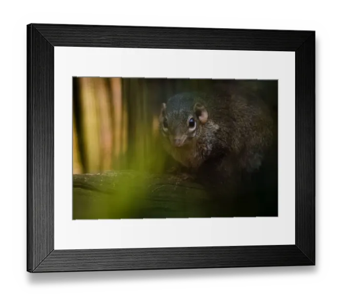 Framed Print : Northern / Belangers Tree Shrew (Tupaia belangeri) seen through leaves. Captive Framed Print : Northern / Belangers Tree Shrew (Tupaia belangeri) seen through leaves. Captive