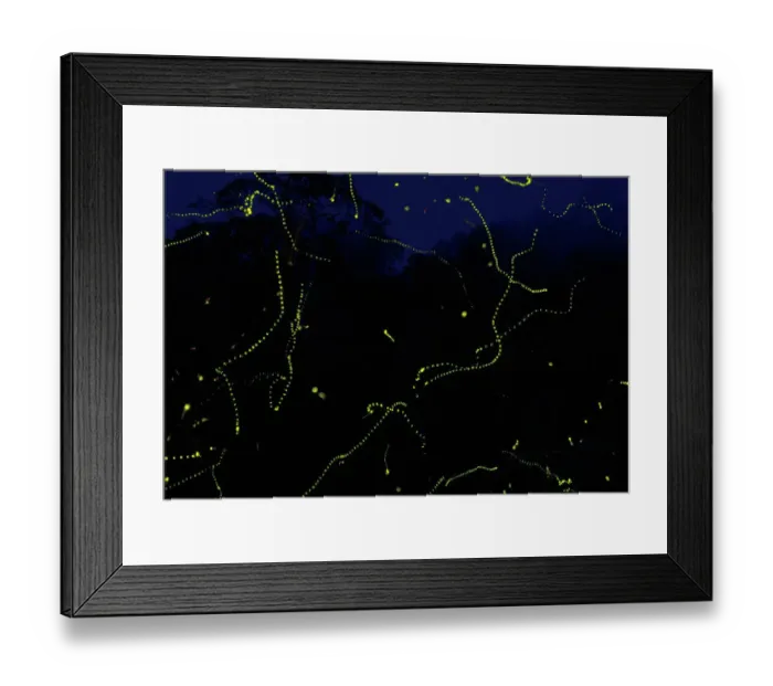 Framed Print : Fireflies {Lampyridae} in rainforest, Singapore Framed Print : Fireflies {Lampyridae} in rainforest, Singapore