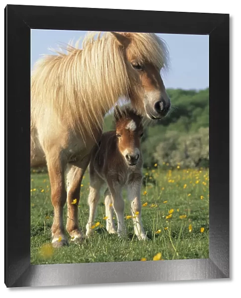 Miniature shetland pony (Equus caballus) mother and foal in field, UK