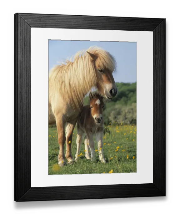 Framed Print : Miniature shetland pony (Equus caballus) mother and foal in field, UK Framed Print : Miniature shetland pony (Equus caballus) mother and foal in field, UK