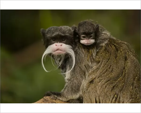 Portrait of an Emperor Tamarin (Saguinus imperator) mother with baby. Captive. Endemic to Peru