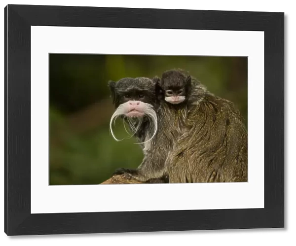 Portrait of an Emperor Tamarin (Saguinus imperator) mother with baby. Captive. Endemic to Peru