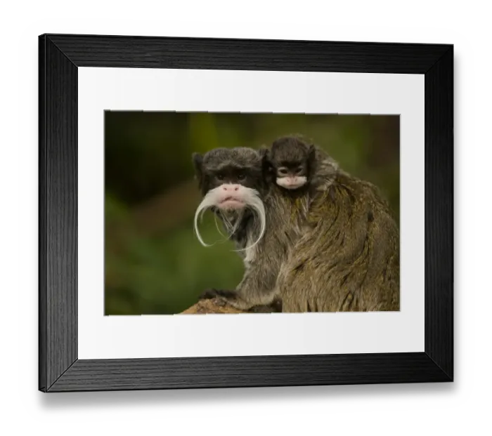 Framed Print : Portrait of an Emperor Tamarin (Saguinus imperator) mother with baby. Captive. Endemic to Peru