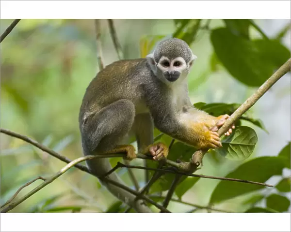 Common Squirrel Monkey (Saimiri sciureus ssp. macrodon) in tree, Peru, captive