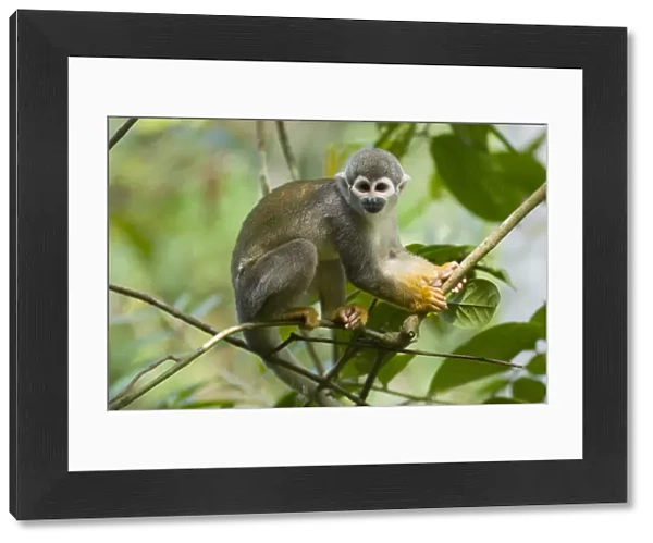 Common Squirrel Monkey (Saimiri sciureus ssp. macrodon) in tree, Peru, captive