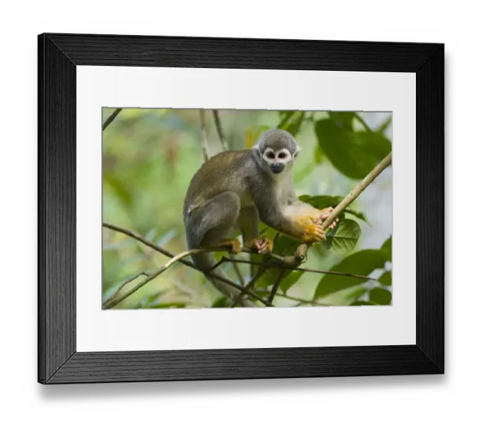 Framed Print : Common Squirrel Monkey (Saimiri sciureus ssp. macrodon) in tree, Peru, captive Framed Print : Common Squirrel Monkey (Saimiri sciureus ssp. macrodon) in tree, Peru, captive