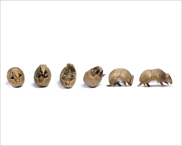 Sequence of a Three-banded armadillo (Tolypeutes tricinctus) unrolling from defensive