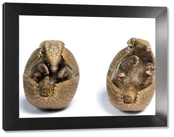 Sequence of a Three-banded armadillo (Tolypeutes tricinctus) unrolling from defensive