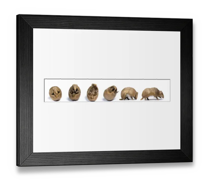 Framed Print : Sequence of a Three-banded armadillo (Tolypeutes tricinctus) unrolling from defensive Framed Print : Sequence of a Three-banded armadillo (Tolypeutes tricinctus) unrolling from defensive