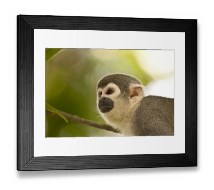 Framed Print : Common Squirrel Monkey (Saimiri sciureus ssp. macrodon) in tree, Peru Framed Print : Common Squirrel Monkey (Saimiri sciureus ssp. macrodon) in tree, Peru