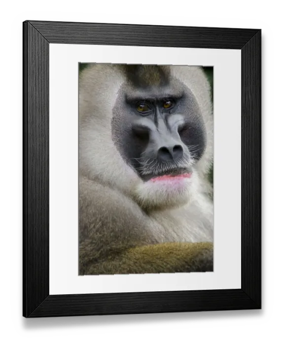 Framed Print : Drill monkey (Mandrillus leucophaeus) adult male, portrait, captive Framed Print : Drill monkey (Mandrillus leucophaeus) adult male, portrait, captive