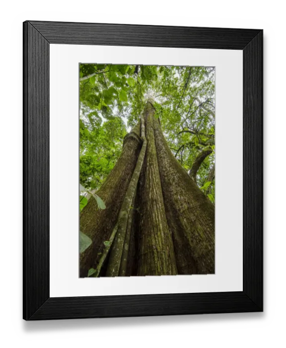 Framed Print : Spanish cedar (Cedrela odorata) tree, Manu National Park, Peru Framed Print : Spanish cedar (Cedrela odorata) tree, Manu National Park, Peru