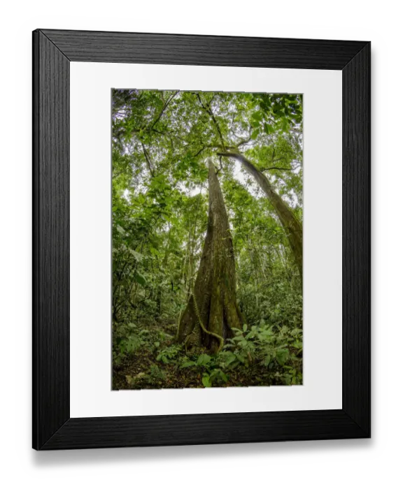 Framed Print : Spanish cedar (Cedrela odorata) tree, Manu National Park, Peru Framed Print : Spanish cedar (Cedrela odorata) tree, Manu National Park, Peru
